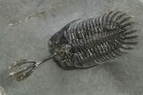 Trident Walliserops Trilobite - Exceptional Preparation #310137-2